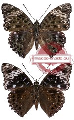 Dichorragia nesimachus ssp. machates (5 pcs)