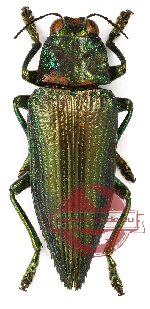 Chrysodema (Pseudochrysodema) moluccana