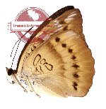 Euthalia aconthea ssp. nemorivaga