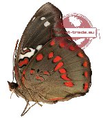 Euthalia amanda ssp. periya (A-)