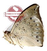 Euthalia anosia ssp. pagiana