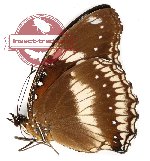 Hypolimnas bolina ssp.