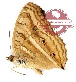 Junonia almana ssp.