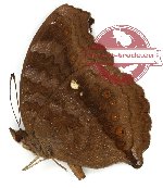 Junonia hedonia ida (2 pcs)