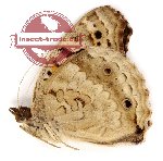 Junonia orithya ocyale Hubner, 1822 (A-)