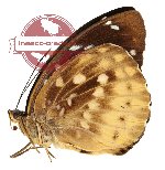 Lexias aegle ssp. miyatai