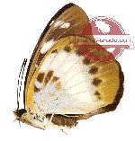Lexias aeropa ssp. choirilus (A-)