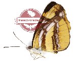 Neptis armandia manardia Eliot, 1969 (A-)