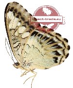 Parthenos sylvia brunnea (A-)