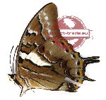 Polyura galaxia ssp. (B)