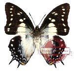 Polyura pyrrhus ssp. pyrrhus (10 pcs)