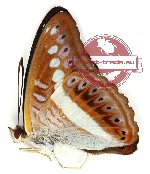 Sumalia daraxa daraxa Doubleday, 1848