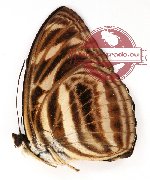 Tacola eulimene badoura (A-)