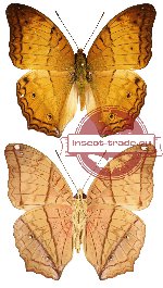 Vindula erota ssp. battaka (2 pcs)