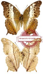 Vindula erota ssp. battaka