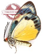 Chalcosia phalaenaria baliensis Kishida, 1998 (A-)