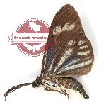 Cyclosia macularia macularia Guerin, 1843 (A2)