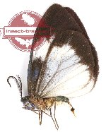 Cyclosia sordidus sordidus Walker, 1862 (A2)