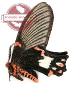 Epicopeia polydora Westwood, 1842 (A2)
