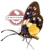 Eterusia aedea edocla Doubleday, 1847 (AA-)