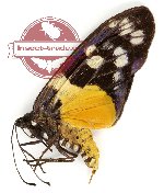 Eterusia aedea edocla Doubleday, 1847