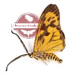 Eterusia distincta osseata Walker, 1864 (A2)
