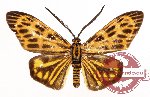 Eterusia distincta osseata Walker, 1864 (A2)