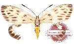 Eterusia distincta osseata Walker, 1864