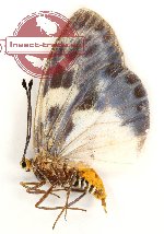 Eterusia distincta osseata Walker, 1864