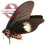 Histia flabellicornis comataris Butler, 1882 (A-)