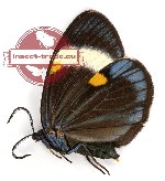 Pidorus albifascia albifascia Moore, 1879 (5 pcs A-)