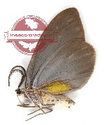 Pseudonyctemera dissimulata dissimulata Walker, 1862