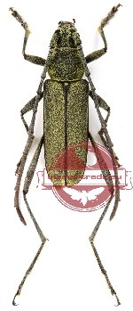 Prothema viridicana Holzchuh (A2)