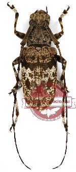 Anancylus arfakensis Breuning, 1959 (5 pcs)