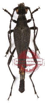 Laoleptura phupanensis