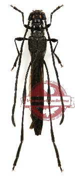 Necydalis concolor Niisato et Ohbayashi, 2004 (A-)