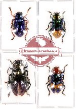 Scientific lot no. 47 Chrysomelidae (4pcs) 1 pc A-, 1 pc A2