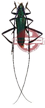 Callichromatini sp. 3