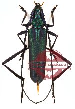 Callichromatini sp. 3