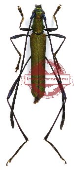 Callichromatini sp. 7