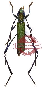 Callichromatini sp. 8