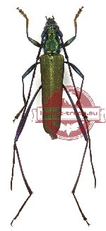 Callichromatini sp. 9