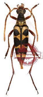Leptura cf ambulatrix