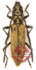 Margites luteopubens