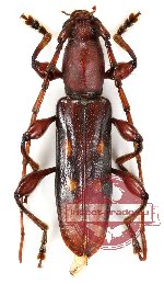 Stenygrinum quadrinotatum (A2)