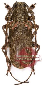 Paragolsinda tonkinensis