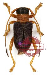 Entelopes glauca Guérin-Méneville (A2)