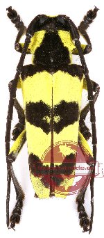 Thermistis conjunctesignata (A-)