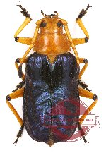 Casiphia inopinata