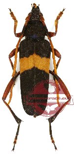 Embrikstrandia vivesi (black pronotum)